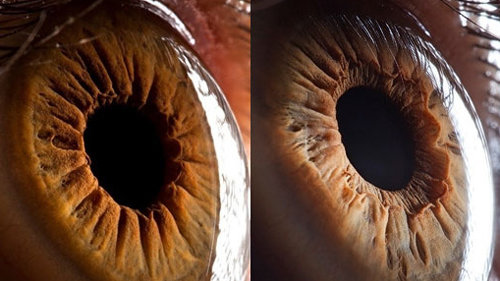 신기한 확대 사진