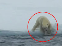 아기곰 구하는 북극곰