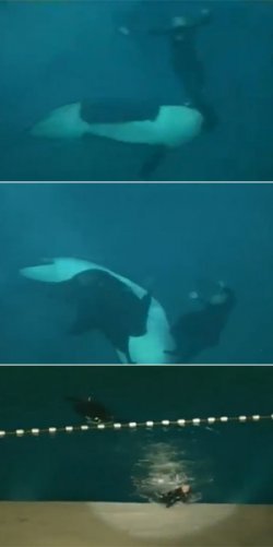 ‘살인고래’ 범고래