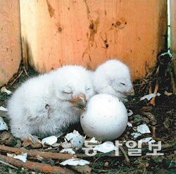 경기 하남시 미사리 조정경기장에 만들어진 인공 새집에서 솔부엉이가 새끼를 낳았다. 동아일보DB