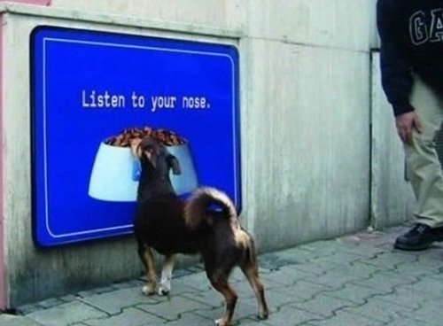 실제 같은 개밥 광고(출처= 커뮤니티 게시판)