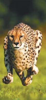 사진 출처 내셔널지오그래픽