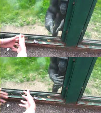 수화하는 침팬지. 유튜브 영상캡쳐.