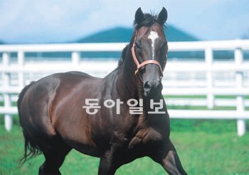 한국의 ‘1세대 씨수말(종마)’인 ‘디디미’의 모습. 디디미는 세계적으로 경주마로 널리 쓰이는 서러브레드 품종으로 이번에 중국에 기증할 한국산 경주마도 같은 품종이다. 한국마사회 제공