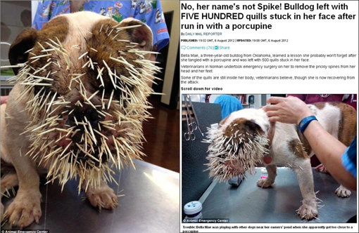 산미치광이 불도그 공격. 사진출처｜데일리메일.