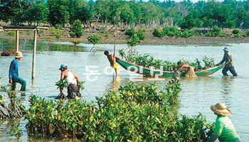산림청이 2009년부터 녹화사업을 벌이고 있는 캄보디아 캄퐁통 고무나무 묘목장. 산림청 제공