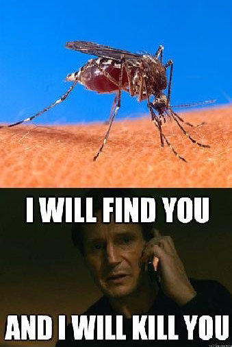 올 여름 ‘모기 실종 원인’이 기록적인 폭염 때문인 것으로 분석됐다. 사진=온라인 커뮤니티