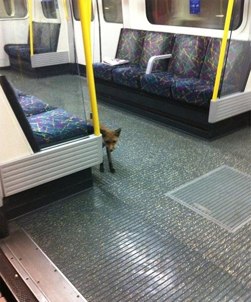 출처= 데일리메일