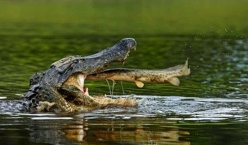 운 없는 물고기