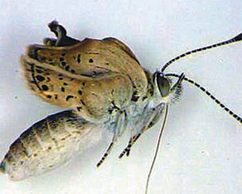 지난해 원자력발전소 사고가 발생한 일본 후쿠시마 지역에서 잡힌 나비의 모습이 13일 공개됐다. 정상 나비보다 날개가 훨씬 작고 눈, 더듬이 등이 기형이다. 사진 출처 BBC