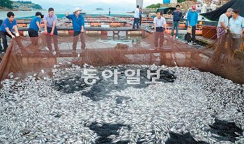 전남 여수해역을 덮친 적조로 13일 화정면 해상 가두리양식장에서 키우던 돌돔이 집단 폐사했다. 여수시 제공