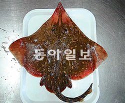 최근 울릉도와 독도 해역에서 잡힌 참홍어. 국립수산과학원 제공