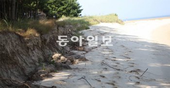 충남 태안해안국립공원 내 안면도 창정교 해변. 소나무 방풍림 바로 앞까지 해안침식이
진행됐다. 창정교 해변은 1년 새 평균 표고가 43cm나 침식됐다. 국립공원관리공단 제공