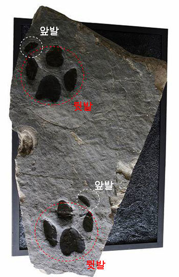 김경수 교수의 이름을 따서 신종 ‘카르이르이크늄 경수김아이’로 명명된 조각류 공룡발자국 화석. 화석 맨 위의 ‘앞발’ 부분과 맨 아래의 ‘뒷발’ 
부분이 한 쌍을 이룬다. 문화재청 제공