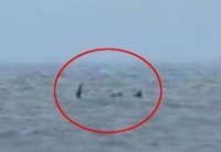 英 휴양지 바다괴물.