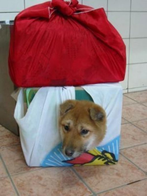 시골에서 올라온 개 (출처= 커뮤니티 게시판)