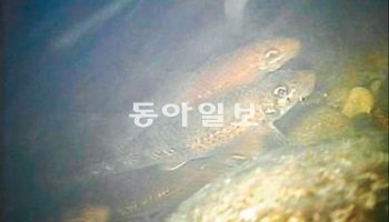 서식처에서 산란행동을 하고 있는 모래주사. 국립수산과학원 제공