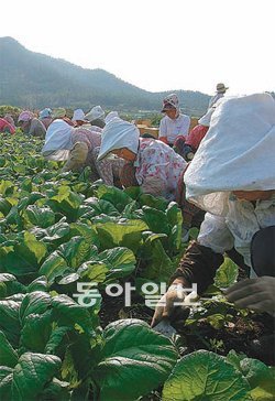 전남 여수시 돌산 갓 재배 농민들이 돌산읍 경작지에서 갓을 수확하고 있다. 여수시 제공