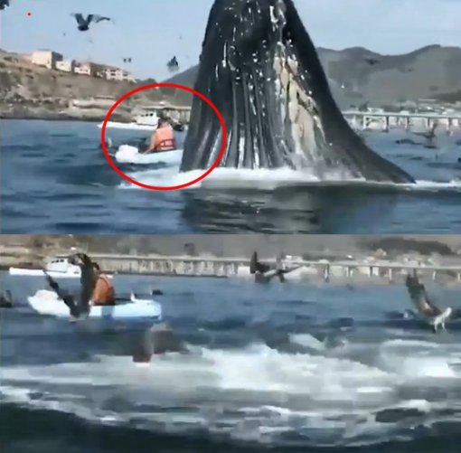 고래가 점프했다가 사라진 모습 포착. (유튜브 영상 캡처).