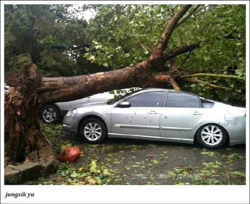 지난 2010년 태풍 곤파스때 서울 잠실의 한 아파트 단지에서 나무가 쓰러져 자동차를 덮친 모습 (출처= 유정식 님. http://www.facebook.com/jungsik.yu)