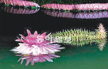 개화 둘째 날의 빅토리아 연꽃.