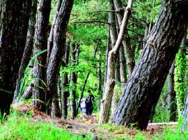 천리포 수목원 동아일보 DB