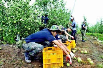 29일 오후 전북 장수군의 한 과수원에서 35사단 장병들이 떨어진 사과를 줍고 있다. 35사단은 이날 장병 140명을 투입해 태풍
 피해를 입은 농가를 지원했다. 일부 대형마트와 서울시내 전통시장 등은 이번 태풍으로 떨어진 낙과를 저렴하게 판매하는 ‘낙과 
팔아주기 운동’을 펼치고 있다. 장수=연합뉴스