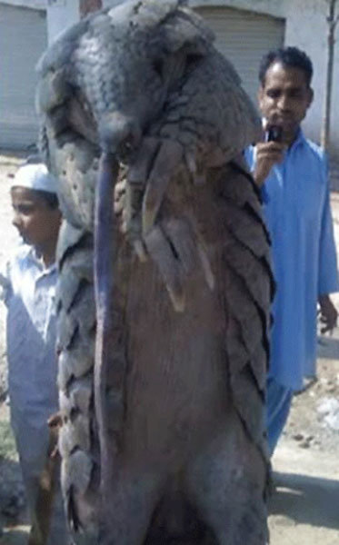 ▲파키스탄 거대 생명체