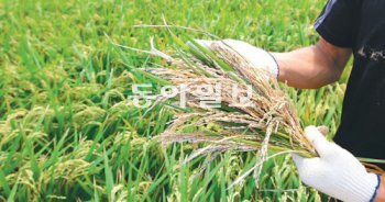 출수기를 앞두고 벼 이삭이 여물지 않고 하얗게 변하는 백수 피해가 늘고 있어 대책마련이 시급하다. 박영철 기자 skyblue@donga.com