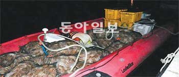 지난해 11월 3일 경북 포항시 남구 구룡포읍 바닷가에서 경찰이 발견한 고무보트에
불법 어획한 암컷 대게가 가득 실려 있다. 포항해양경찰서 제공