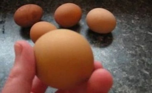 2008년에 발견된 ‘동그란 달걀 발견’ 사진=인터넷 커뮤니티