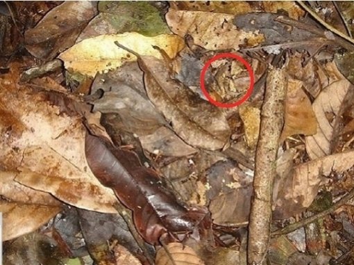 ‘개구리 숨어있는 사진’ 사진=인터넷 커뮤니티