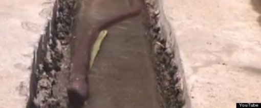 ‘50cm 괴물 지렁이’ 사진=인터넷 커뮤니티