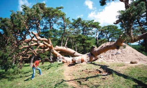 지난달 28일 태풍 볼라벤의 강한 바람에 뿌리를 드러낸 채 쓰러진 충북 괴산 삼송마을의 왕소나무. 전문가들이 뿌리에 무리를 줄 수 있다는 이유로 나무를 눕힌 채로 회생시키기로 결정해 왕소나무가 당당히 일어선 모습(아래 사진)은 더이상 볼 수 없게 됐다. 괴산=이지은 기자 smiley@donga.com