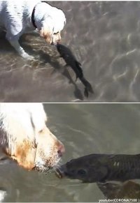 개와 물고기 키스.