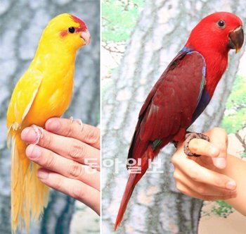 화려한 빛깔에 깜찍한 외모. 김승수 씨가 특히 좋아한다는 카카리키(왼쪽)와 뉴기니아 앵무새를 손에 들어보였다. 부산=최재호 기자 choijh92@donga.com