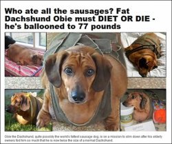 소시지 개로 알려진 오비. 사진=뉴욕데일리뉴스