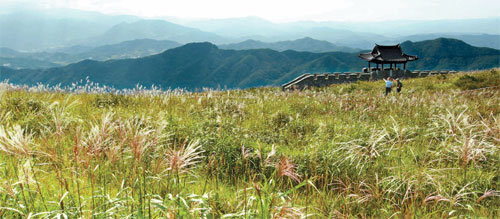 합천 황매산 해발 930m 평원의 억새밭. 억새꽃이 하나둘 피어나 은물결 금물결을 이루고 있다.  9월 말쯤부터 절정을 이룰 
것으로 보인다. 억새밭 너머엔 천왕봉을 비롯한 지리산 줄기가 첩첩 주름으로 아슴아슴하다. 아침 햇살에 이슬과 버무려진 억새꽃이 
황홀하다. 붉게 물든 석양의 억새꽃은 붉은 바다처럼 일렁인다. 억새는 바람이 불 때마다 서로 몸을 비비며 서걱서걱 마른 울음을 
울어댄다. 붉은 고추잠자리 떼가 둥근 원을 그리며 농악대처럼 윙윙 빠릿빠릿 날아다닌다. 만지면 주르륵 파란 물이 흐를 것 같은 
하늘에 양떼구름이 떠 있다. 합천 황매산=서영수 전문기자 kuki@donga.com