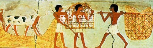 고대 이집트 테베의 동쪽 지역에서 발견된 벽화의 일부. 추수한 곡식을 운반하는 사람들과 가축의 모습이 그려져 있다. 인류학자들에 따르면 이들은 우리의 생각만큼 행복하지는 않았다. 동아일보DB