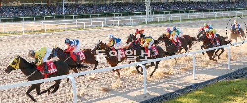 23일 경기 과천 서울경마공원에서 열린 제16회 동아일보배 대상경주에서 출발 신호와 함께 경주마들이 힘차게 질주하고 있다. 하위권에 처져 있던 4년생 암말 ‘여의주’(오른쪽 끝 점선 안)는 결승선이 보이는 막판 직선 주로에서 폭발적인 스퍼트를 선보이며 가장 먼저 결승선을 통과했다. 과천=변영욱 기자 cut@donga.com