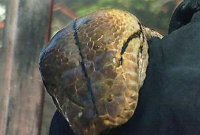 7.6m 괴물 뱀