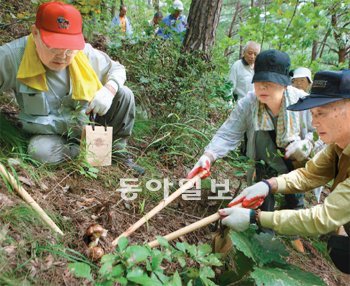 산에서 캐는 보물 같은 송이 산림청은 숲에서 나오는 임산물을 활용한 다양한 신약 및 기능성식품, 화장품 개발 등 연구개발(R&D) 사업에 연간 880억 원을 투입하고 있다. 2010년 9월에 열린 강원 양양송이축제에 참가한 외국인 관광객들이 송이 채취 체험을 하고 있다. 동아일보DB