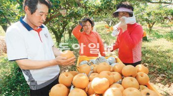 연이어 3번의 태풍 피해를 입은 전남 나주시 봉황면의 한 과수원에서 26일 농민들이 추석을 앞두고 마지막 배 수확 작업을 하고 있다. 실의에 빠져 있던 농민들이 낙과 사주기 운동으로 밀려든 주문에 새로운 희망을 찾고 있다. 나주=박영철 기자 skyblue@donga.com