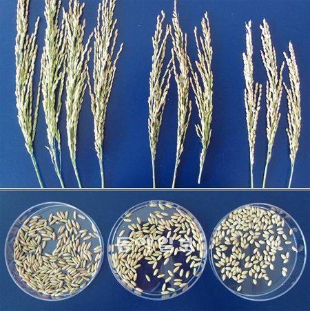 고온에서 여물기 좋게 육종한 자포니카 계열의 벼, 아열대 벼 인디카와 자포니카가 섞인 통일벼(밀양 23호), 우리가 흔히 먹는 자포니카(화성벼)다(왼쪽부터). 자포니카는 쌀알이 짧고 둥글지만 인디카 계열이 섞인 통일벼는 길쭉하다. 농촌진흥청 국립식량과학원 제공