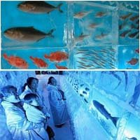 일본 미야기현 게센누마시의 ‘얼음의 수족관’