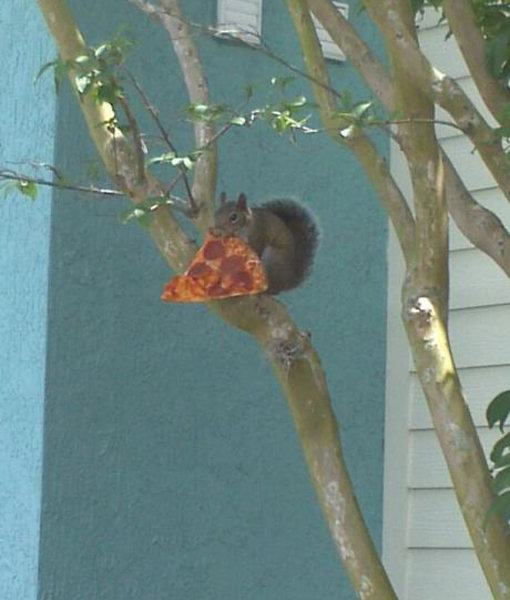 피자 먹는 다람쥐.