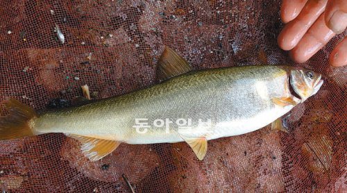 한강 지류인 탄천 성남시 구간에서 지난달 말에 잡힌 은어. 성남시 제공