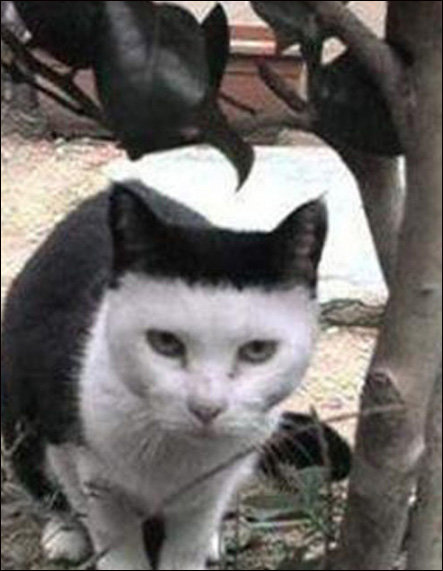 앞머리 잘린 고양이 사진 화제