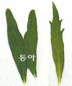 벌개미취 잎(왼쪽), 쑥부쟁이 잎