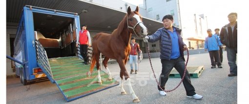 2011년 11월 우리나라 최초로 해외(말레이시아)에 수출돼 수송차량에서 내리고 있는 국산 경주마의 모습. 한국마사회는 9월 
중국마업협회와 업무협약을 체결하고 국산 경주마를 기증하는 등 중국 수출길에 공을 들이고 있다. 사진제공｜한국마사회